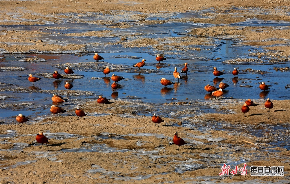 张掖湿地引来大批候鸟栖息