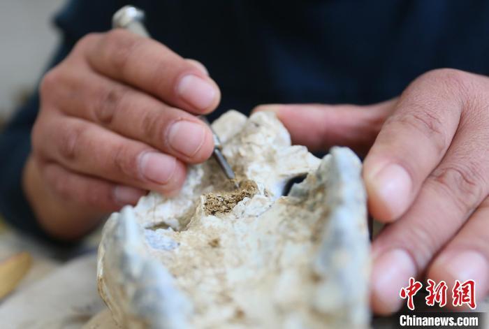 2022年6月，在和政古动物化石博物馆内，古生物化石修复师对化石进行修复。(资料图) 高展 摄