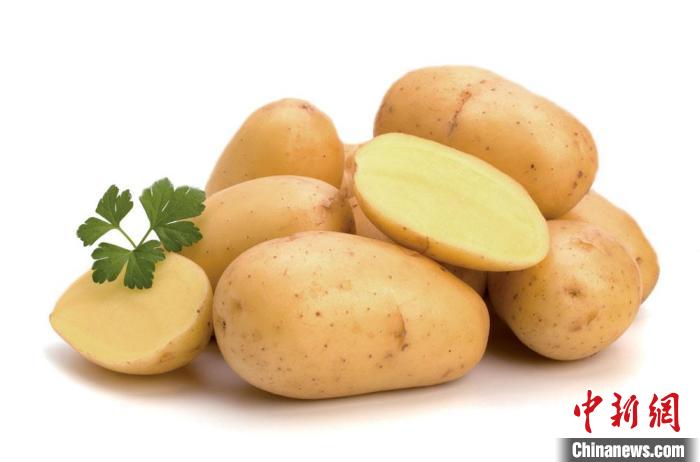 图为甘肃定西马铃薯。(资料图) 甘肃省农业农村厅供图