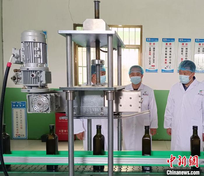 图为陇南橄榄油生产现场。 张艳 摄 图为陇南橄榄油生产现场。 张艳 摄
