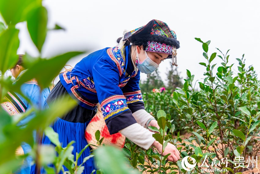 采茶女在茶园内采茶。人民网 涂敏摄