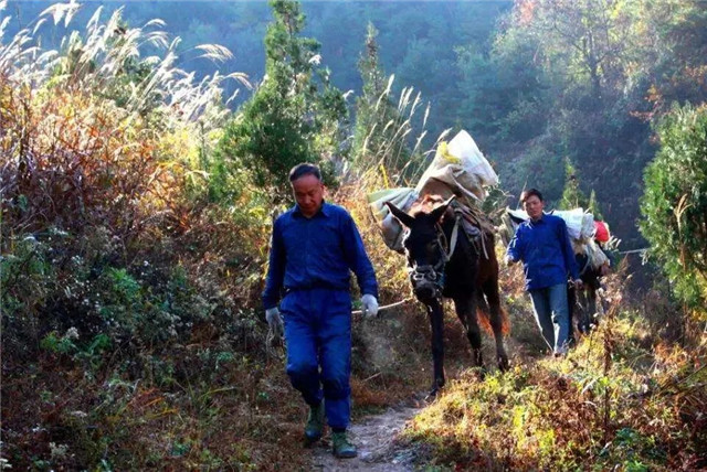 陇南康县茶马古道，一条千年的商贸通道！