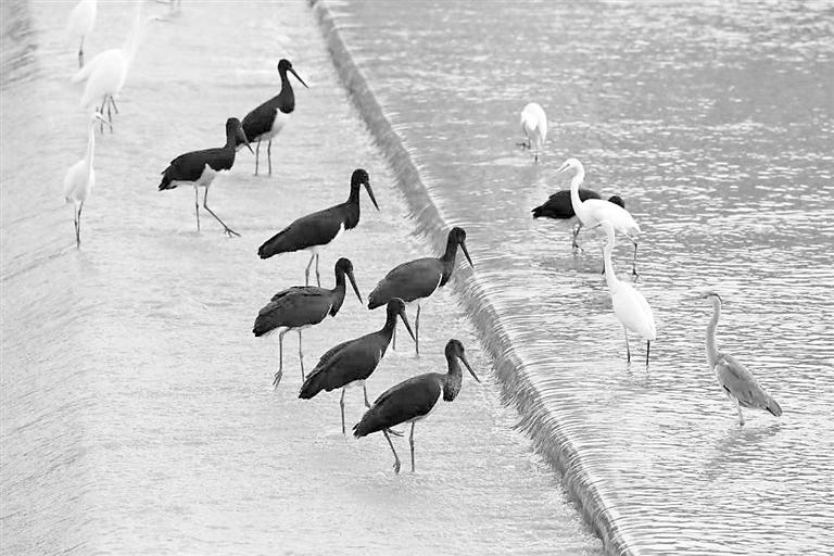 54种水鸟在甘越冬 赤麻鸭种群数量最大