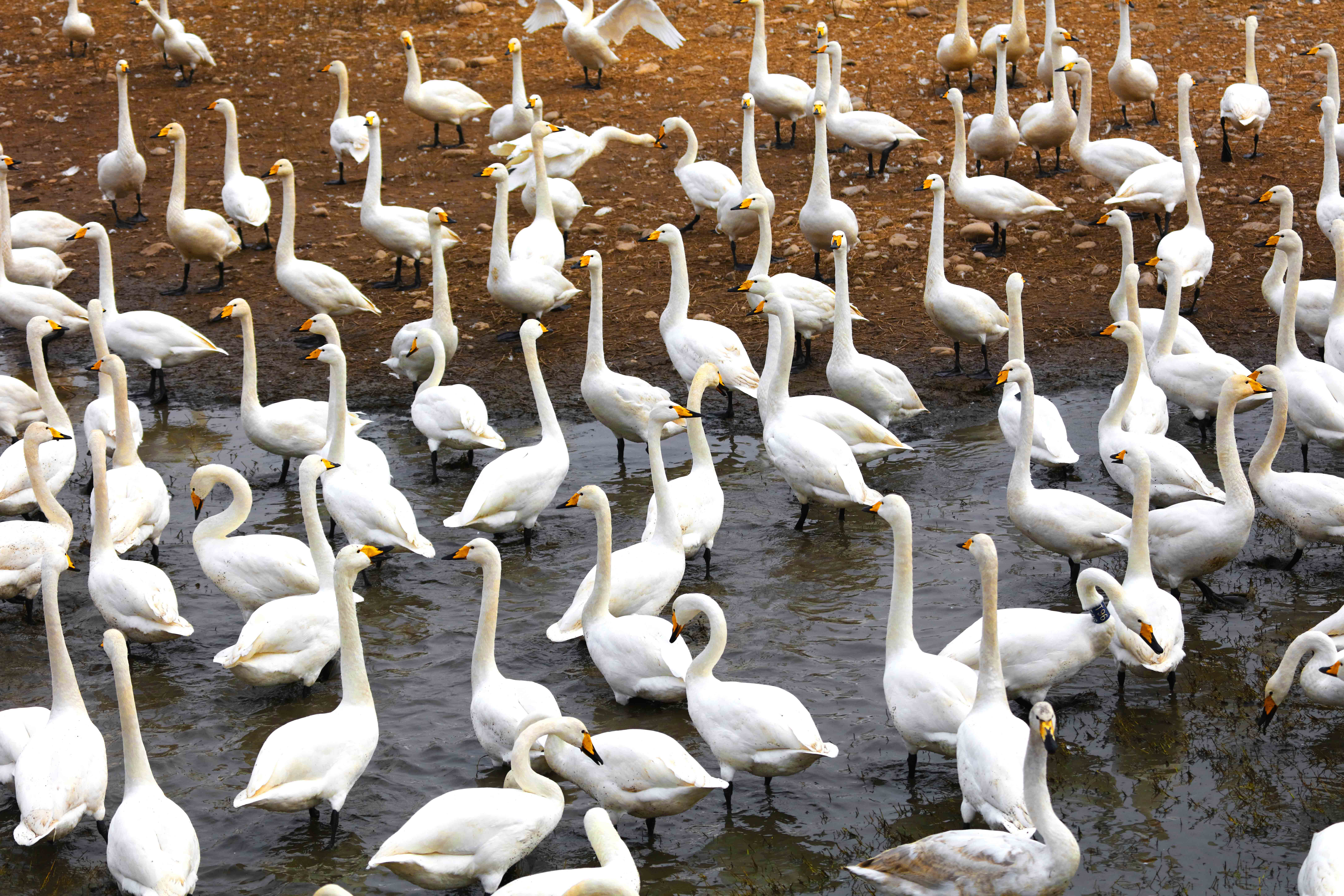 54种水鸟在甘越冬 赤麻鸭种群数量最大