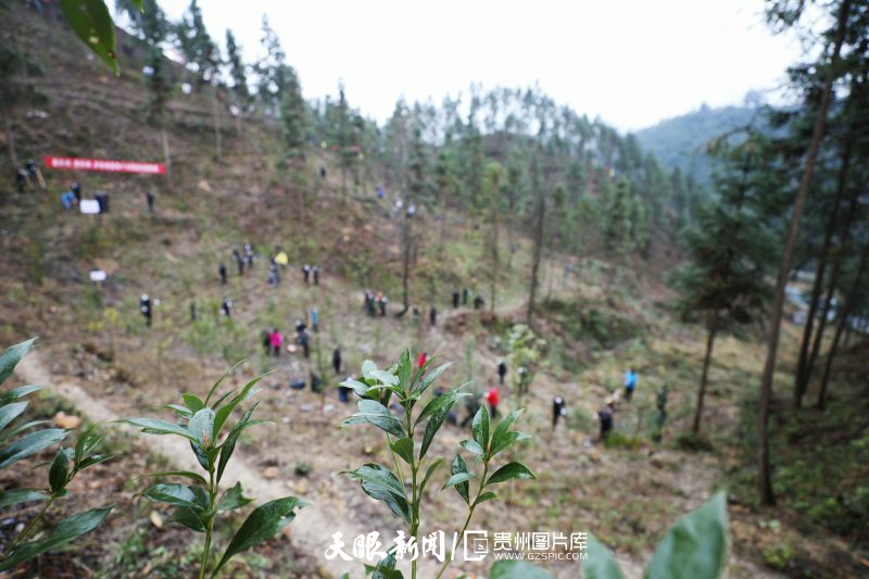 1675222146130231.jpg 450365-春节长假后上班的第一天,贵州省铜仁市江口县在国家储备林建设示范基地及各乡镇开展全民义务植树绿化活动,调整树种结构,提高森林质量,为大地增添新绿。.jpg