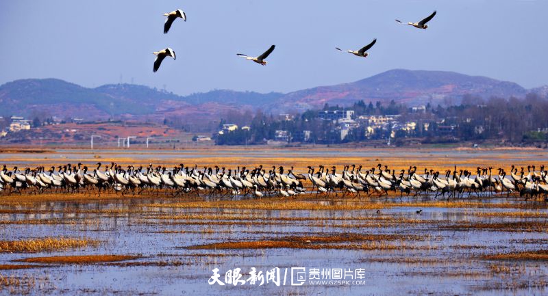 1675222668186396.jpg 3155-草海黑颈鹤。威宁草海国家级自然保护区是黑颈鹤越冬的最佳胜地,每年都有2000余只黑颈鹤到此越冬。-夏敏.jpg
