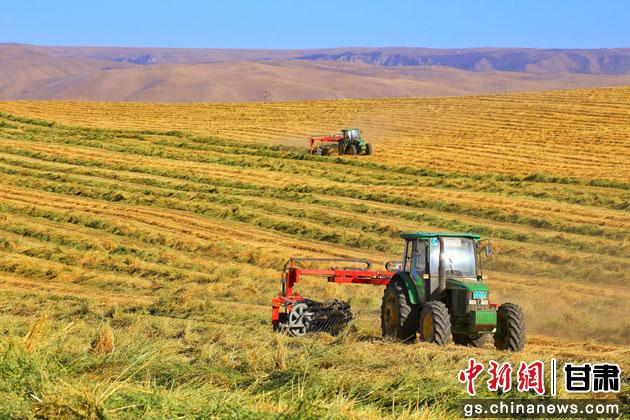 图为山丹县优质牧草丰收。(资料图) 王超 摄