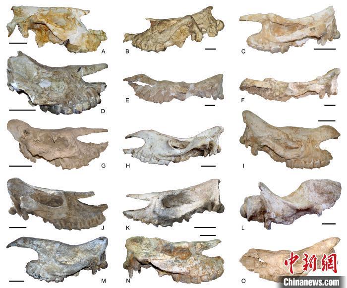 临夏盆地代表性的犀牛化石头骨。　邓涛 供图