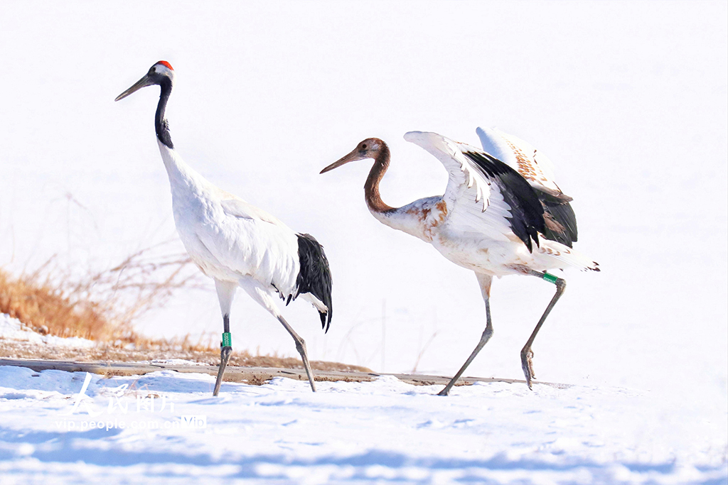  2023年2月14日，甘肃张掖国家湿地公园里几十只丹顶鹤在雪地上玩耍，时而自由飞翔，时而跳跃，时而奔跑，时而和游客玩，非常可爱。申翌晓摄（人民图片网）