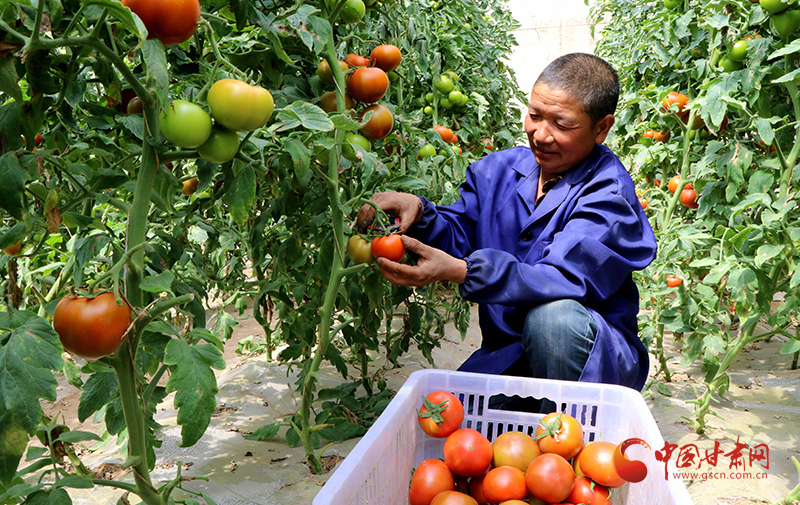 民勤：春耕时节忙“春收”