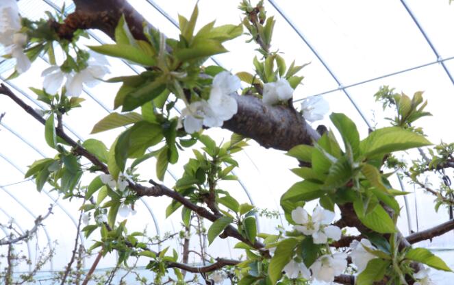 西峰：樱桃花开春意浓 温室大棚春管忙