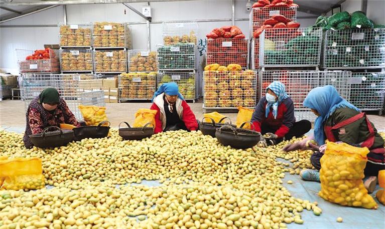 甘肃省已储备各类农作物种子157.3万吨