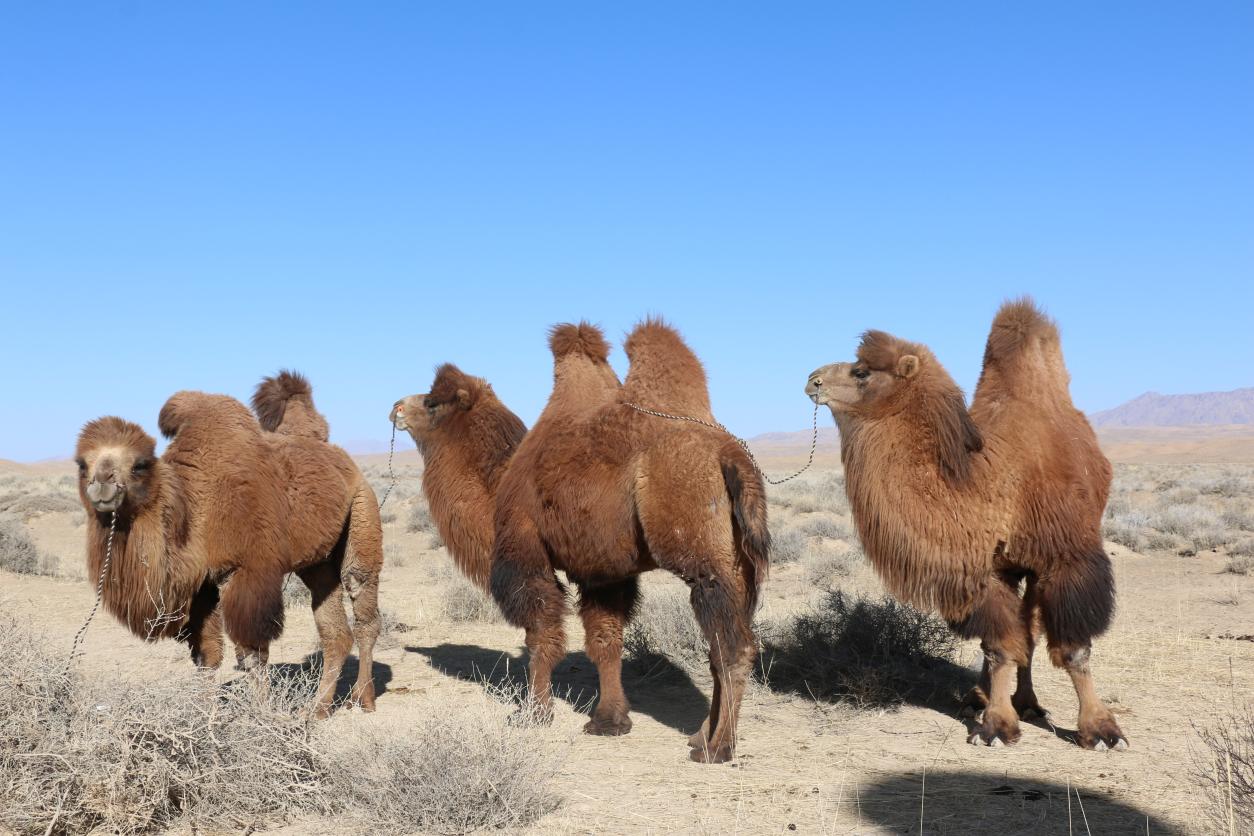 柴达木双峰骆驼。乌兰县委宣传部供图