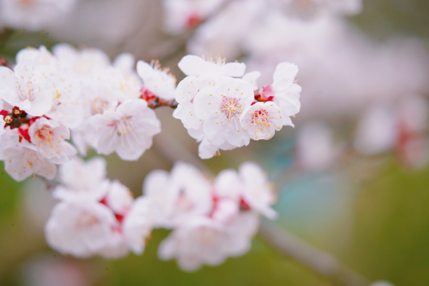 杏花节现场。主办方供图