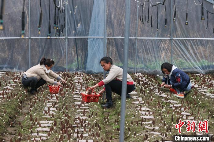 3月3日，村民在贵州独山桑麻村羊肚菌种植基地采摘羊肚菌。　瞿宏伦 摄