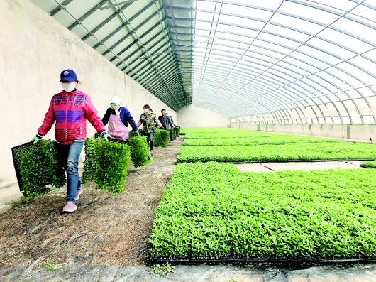 金塔县农技中心农业科技创新示范园区