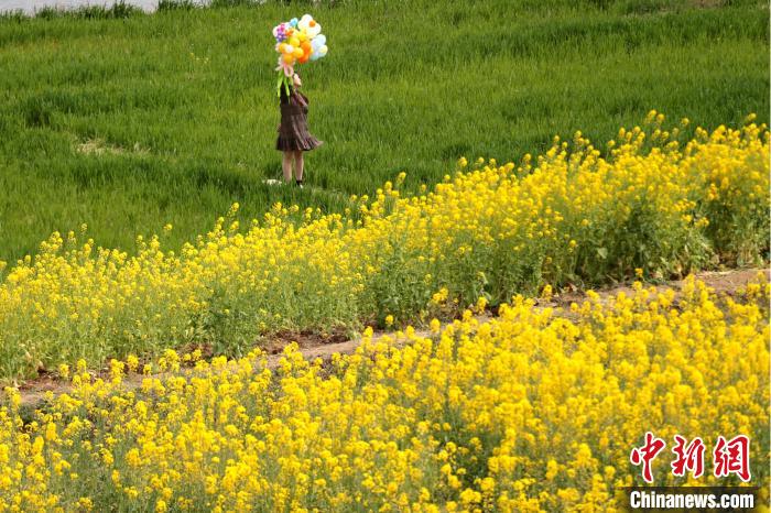 陕西汉中油菜花海美如画