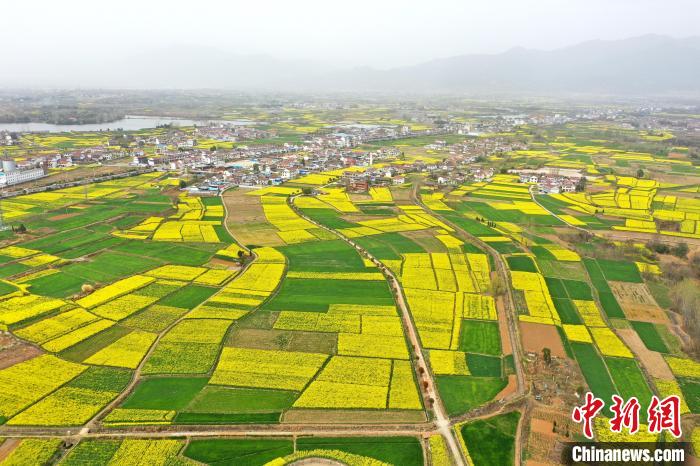 图为航拍油菜花海。 张远 摄 图为航拍油菜花海。 张远 摄
