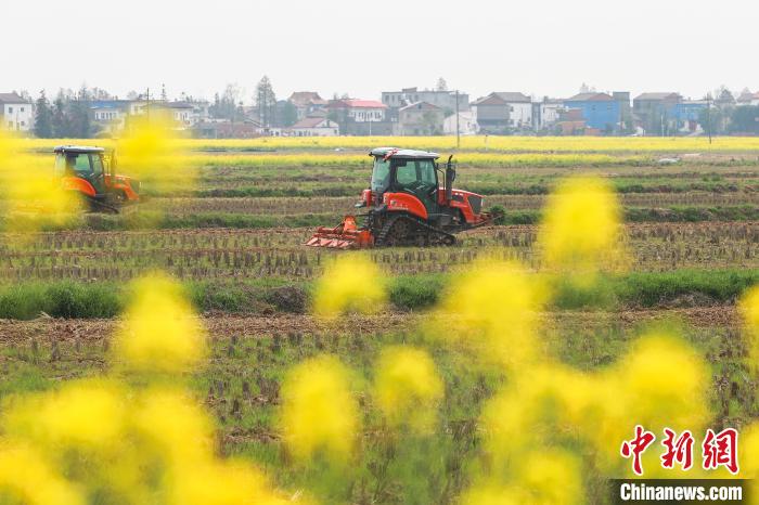 图为盛开的金色油菜花旁，数台农机设备在农田里翻耕土地。　刘力鑫 摄