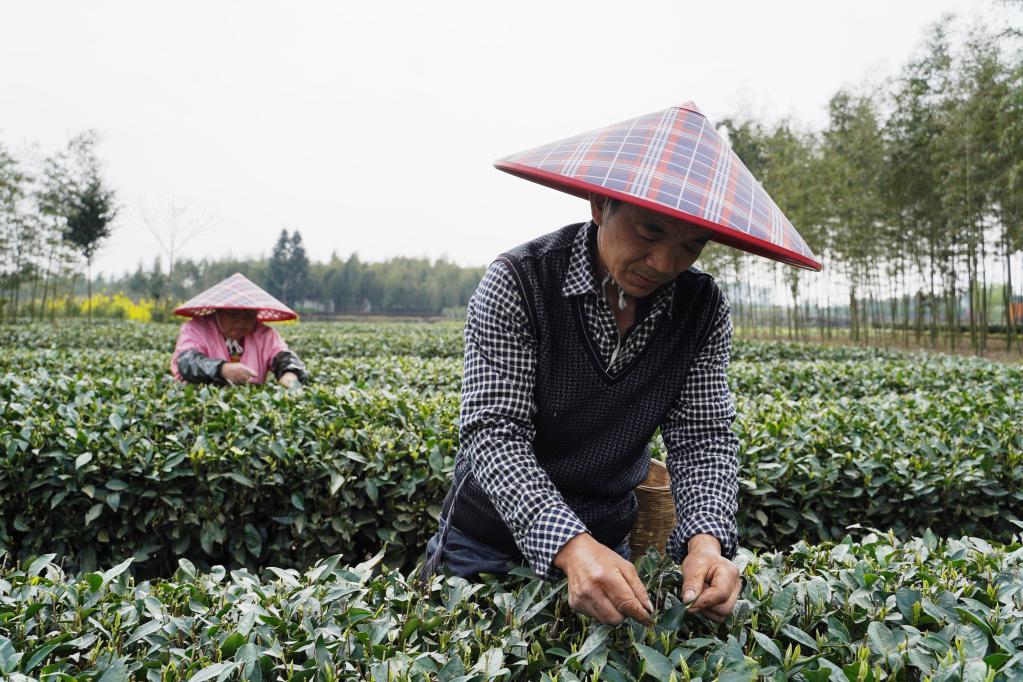 节令之美·春分丨春色正中分，莫负好时光