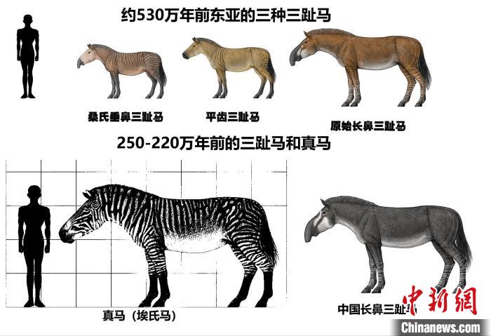 数百万年前马的祖先都吃草？中科院团队最新研究突破传统认知