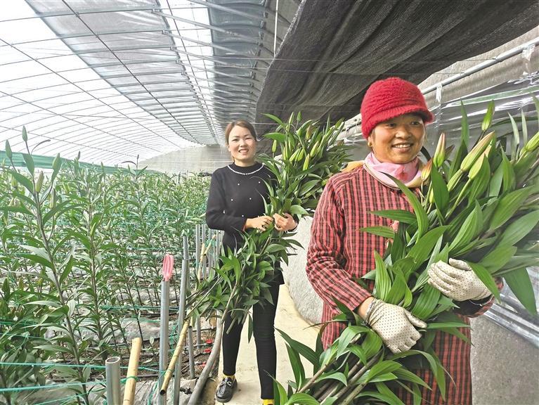 鲜花经济带动农民增收