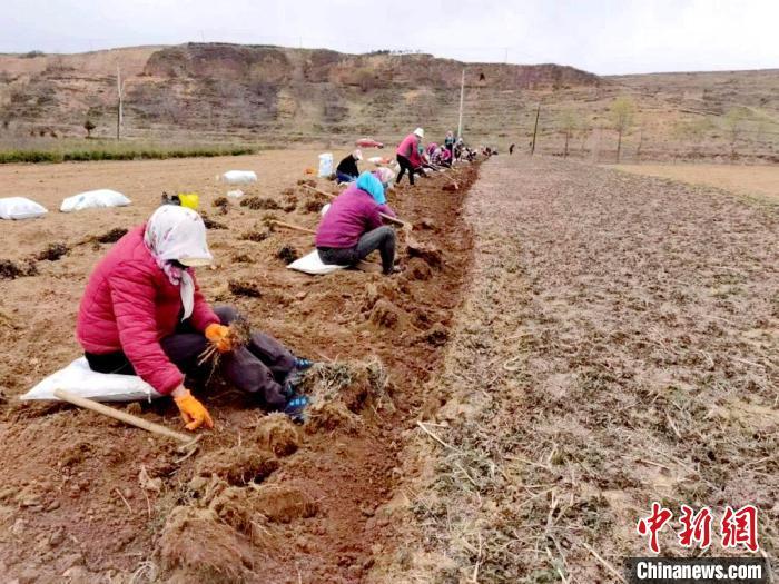 华亭市山寨乡甘河村药农在采挖药苗。　张小兵 摄