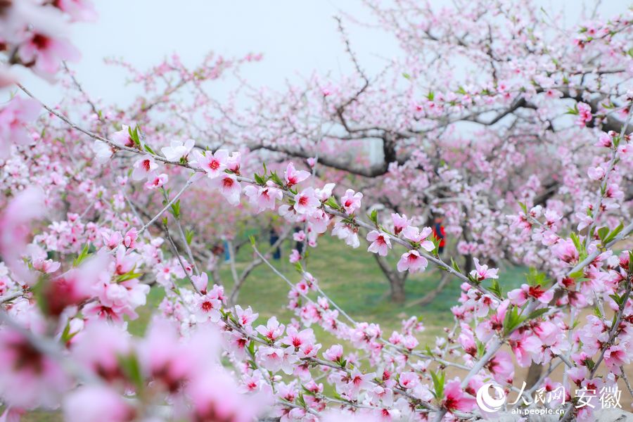 桃花