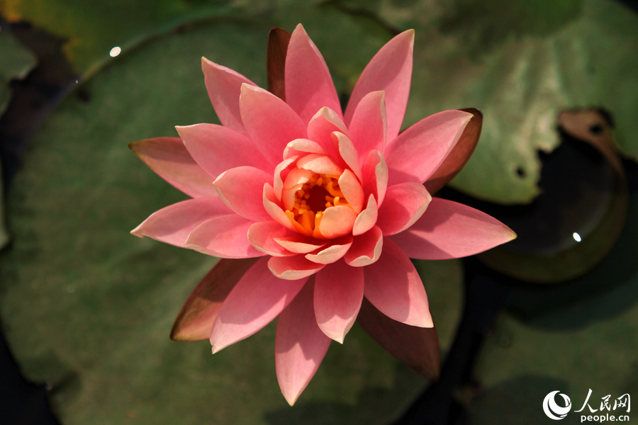 睡莲的外型与荷花相似,花朵朝开暮合,因而被称为“花中睡美人”。人民网 陈博摄