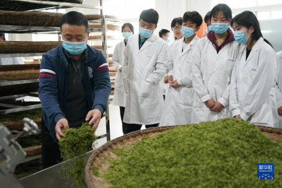 课堂开在茶山上