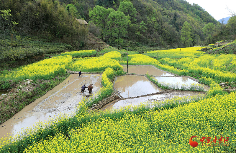 康县阳坝镇：不负好春光 水稻育秧忙