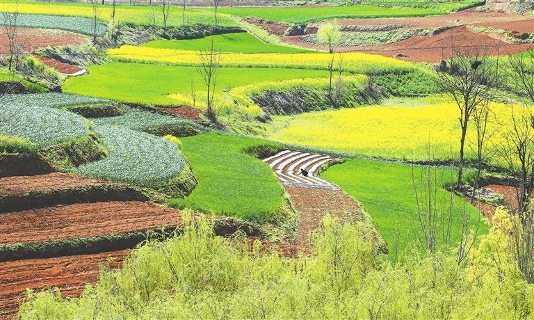 徽县水阳镇西沟村农户正在对油菜花进行灭菌管护