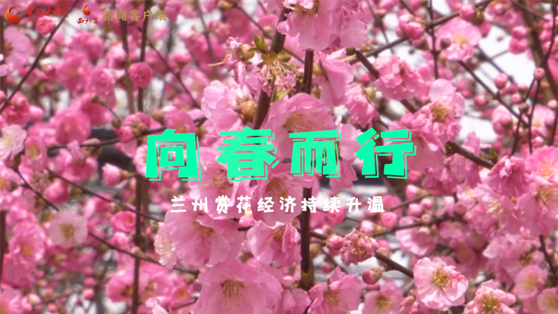 视频|向春而行 兰州赏花经济持续升温