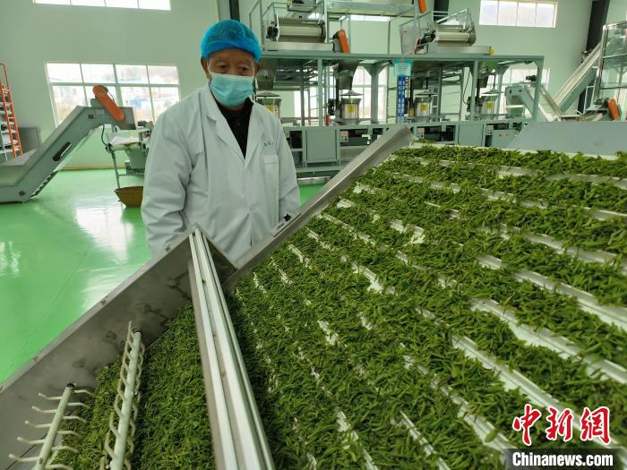 安徽大别山:机械强农春茶生产“跑”出加速度