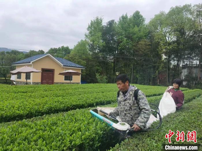 岳西县冶溪镇机械化采茶。 梁月升 摄 岳西县冶溪镇机械化采茶。 梁月升 摄
