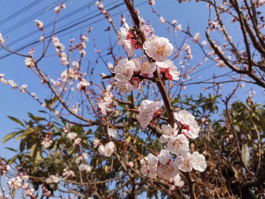 春已至花有约,来敦化踏春赏花【4】