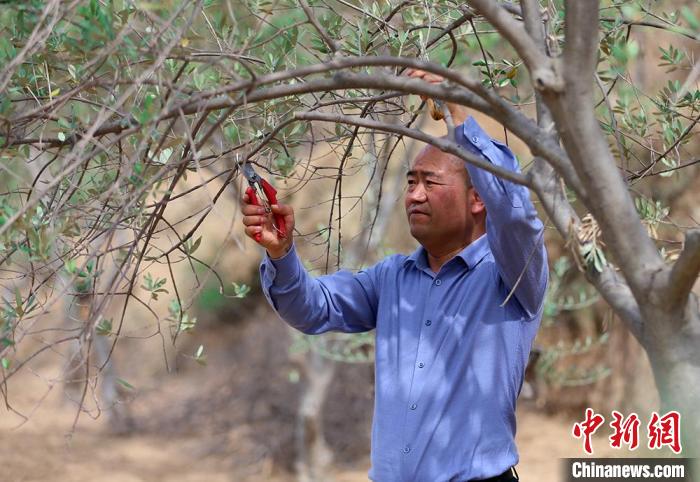 图为武都区油橄榄技术人员赵海云修剪油橄榄树枝。　高展 摄