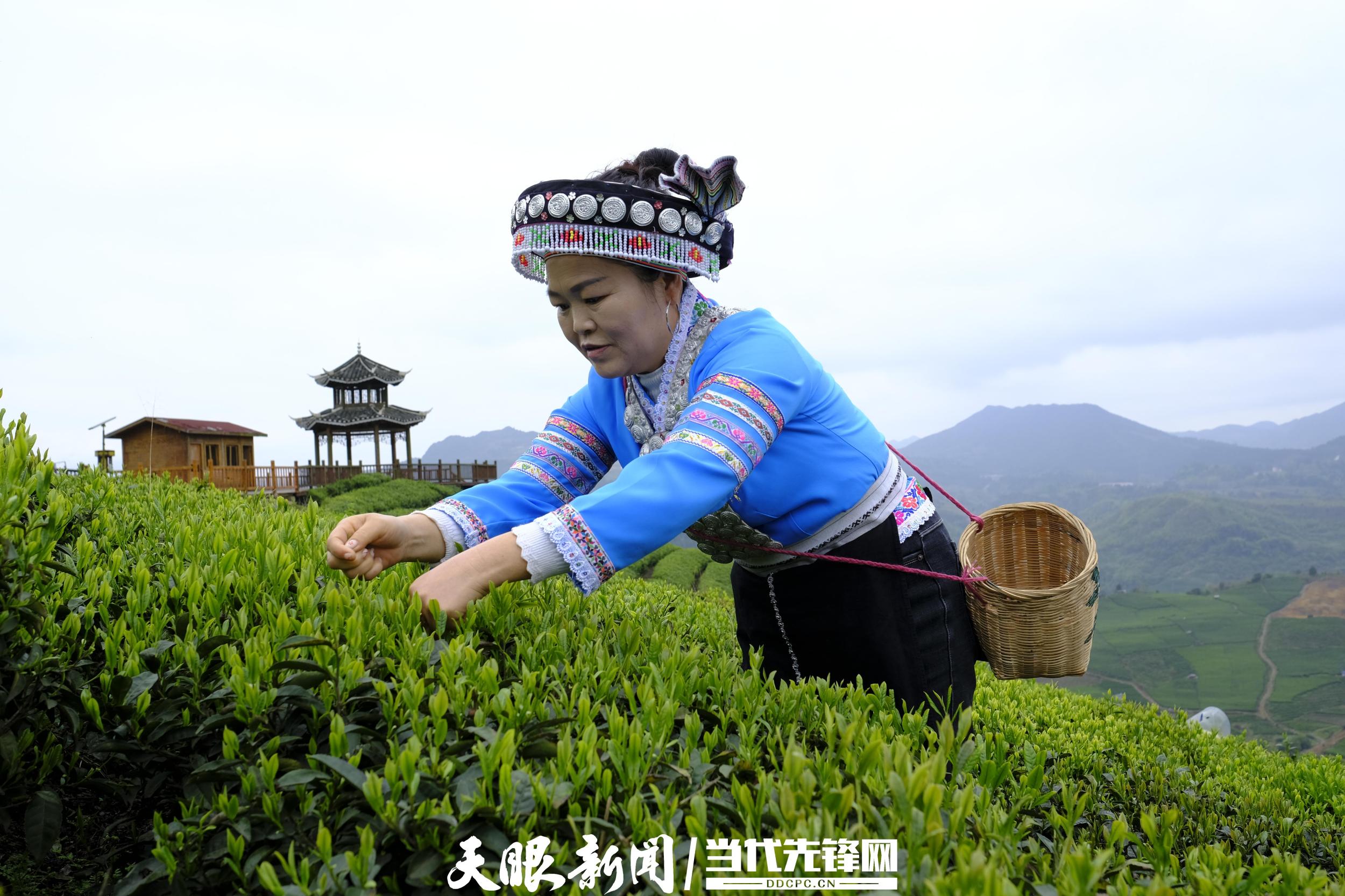 1682616211586946.jpg 7.《云雾贡茶制作技艺》项目州级代表性传承人潘英翠正在摘茶.JPG