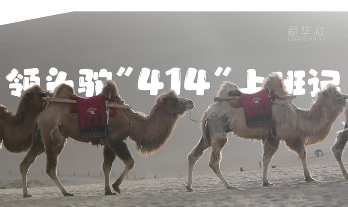 【甘快看】大漠骆驼“上班”记
