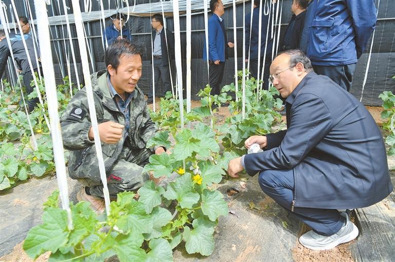 田间“把脉搏” 现场“开良方”——甘肃农科专家深耕科技兴农观察