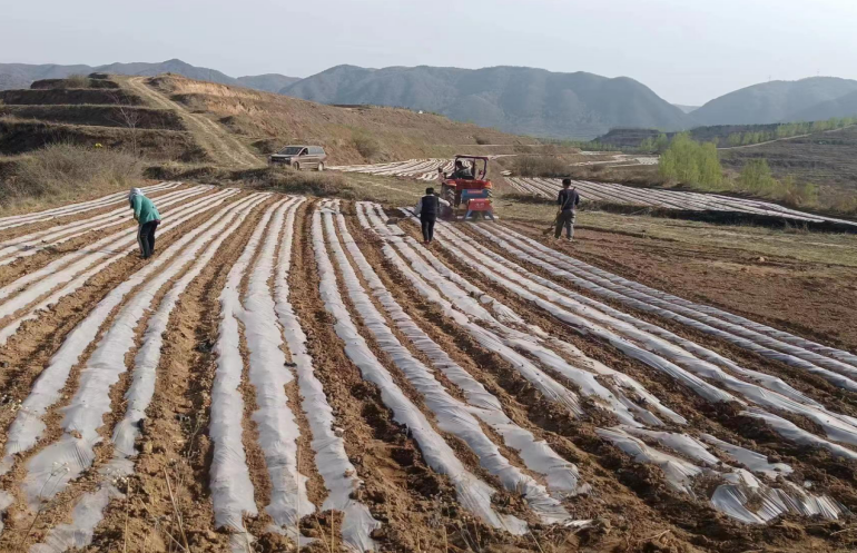 清水县白沙镇：大豆玉米复合种植 提升效益助农增收
