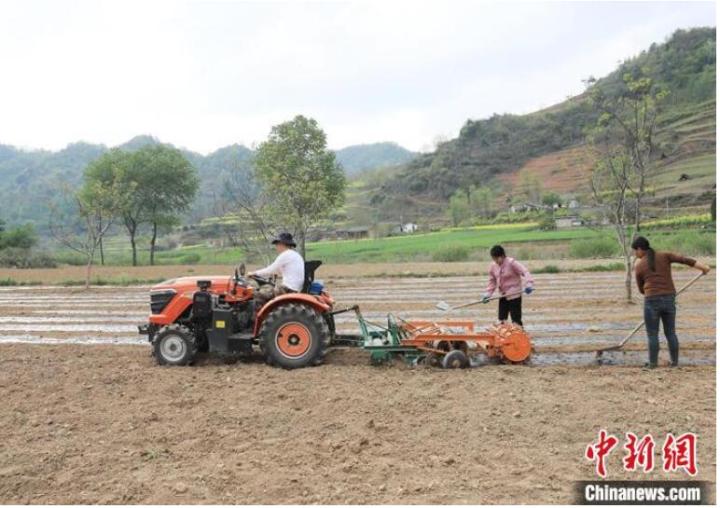 图为成县二郎乡严河村农户利用微型农机种植板蓝根。(资料图) 吴庭栋 摄