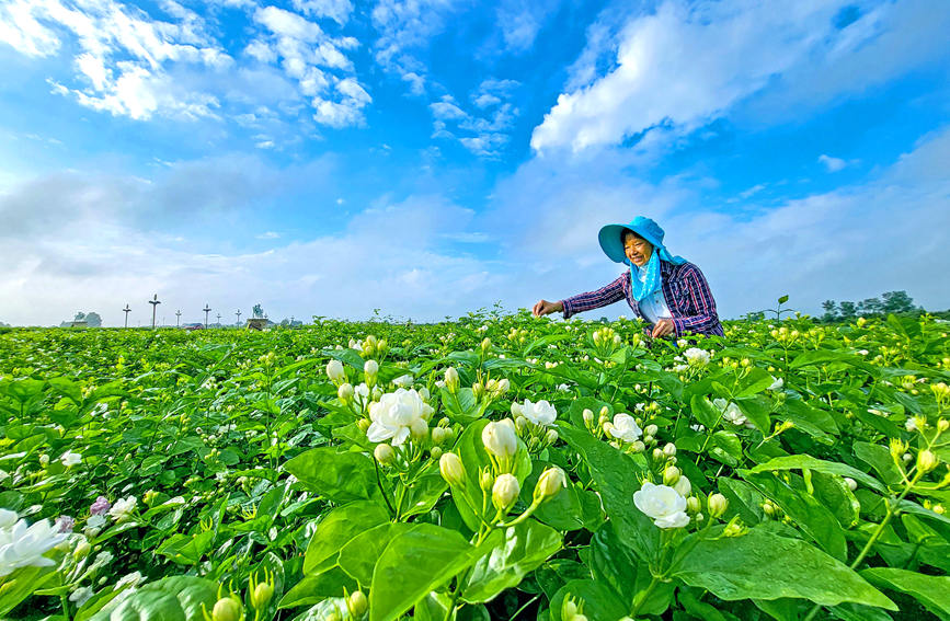 花农在采摘茉莉花。黄汝德摄