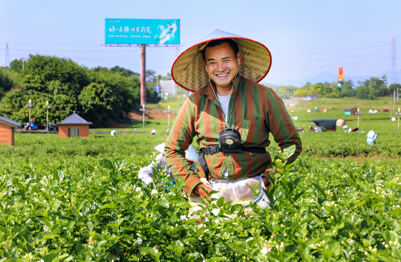 花农采摘茉莉花。横州市委宣传部供图