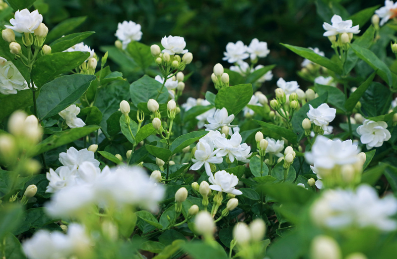 洁白芬芳茉莉花。横州市委宣传部供图