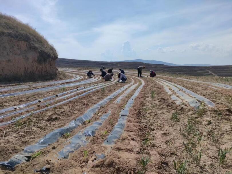 陇西县通安驿镇：万寿菊花满山野 铺就致富“黄金道”