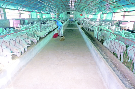 奏响富民新“牧歌”——金塔县羊产业发展实现质的飞跃