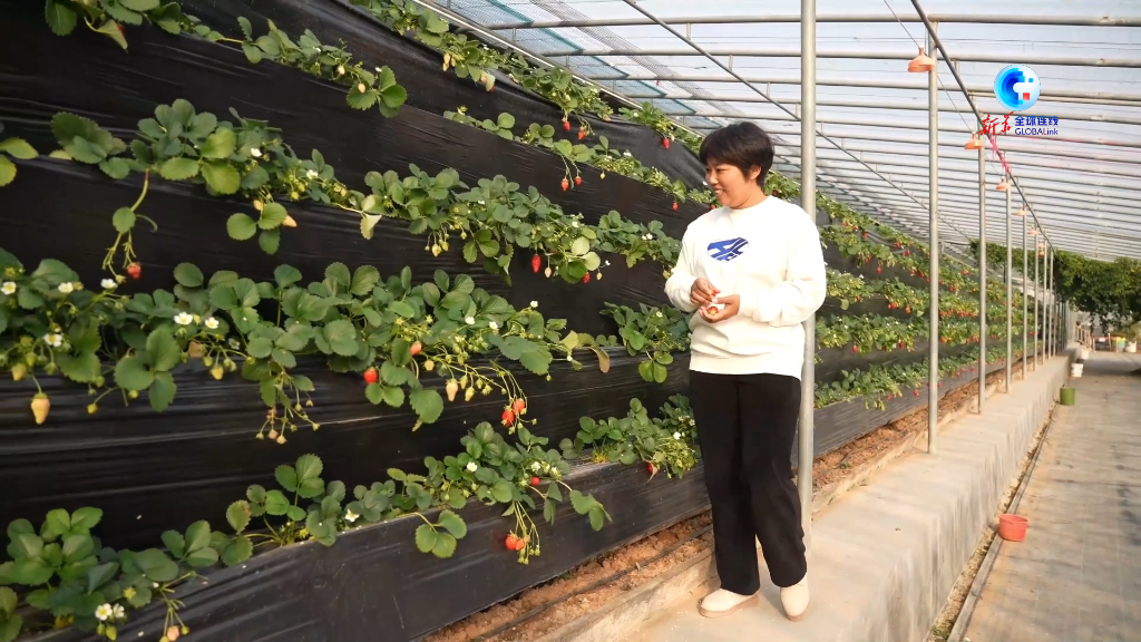 中国－中亚峰会｜爱种草莓的王倩：将先进种植技术引入乌兹别克斯坦
