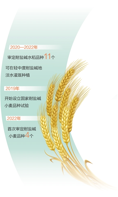 选育良种、改善土壤、优化种植，河北沧州黄骅市—— 盐碱地里造出新粮仓（一线调研）