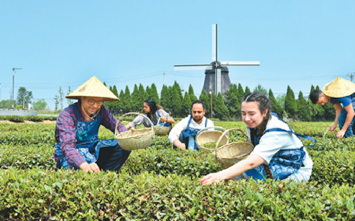 留学生体验中国茶文化